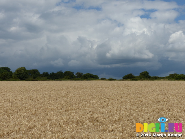 FZ030692 Wheat field